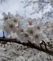 ★桜ショップ★の画像