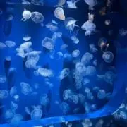 こばちゃんの画像