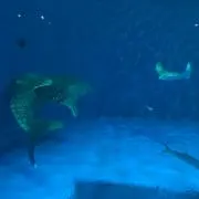 ゴクーーーの画像