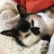 はな☆の画像