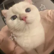 Cの画像