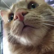 EmEfセブン