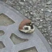 Z/X】 ホログラム フォース エヴォルシード ES 大量 まとめ売り ゼクス