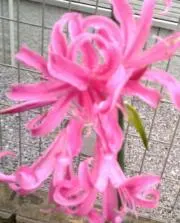 土日祝日発送休み☆もくもく☆の画像