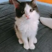 ぽちの画像