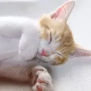 まいめろの画像
