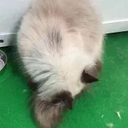 △白い猫△
