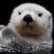 らっこ
