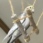 ストリートドリームの画像