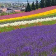 小梅の画像