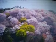 さくらの画像