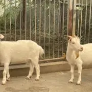 ももかの画像