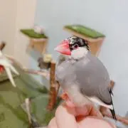 花まめ(プロフ一読お願いします)