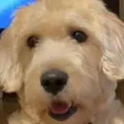 ぴゃあの画像