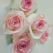 いわっち