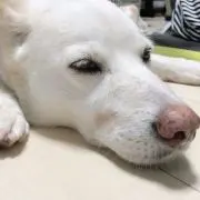 みきこ