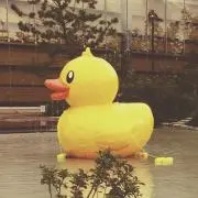 ぽんの画像