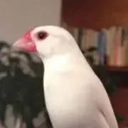 ゆ