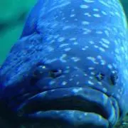 からあげの画像