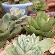 らふらん