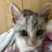 ねこ(๑•﹏•)♡