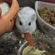 ゆきっこの画像