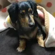 meroの画像