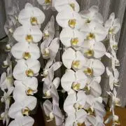 とことこの画像