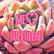 me♡succulentの画像