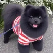 ちゃんねるの画像