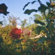 Yuu✿購入時プロフ必読の画像
