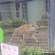 やまびこ号の画像