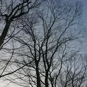pocomaru*の画像