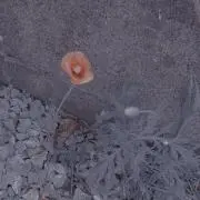 ねむい