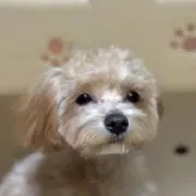 ともの画像