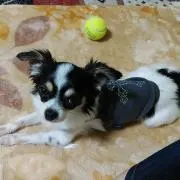 まろ