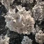 プリン　おまとめ割実施中（プロフ必読）の画像