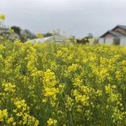 ららの画像