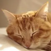 うたたネコ