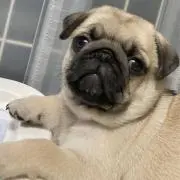 あいうえをの画像