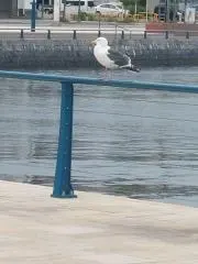あんみつの画像