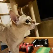 アルポス（不用品出品中）の画像