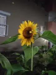 マン、