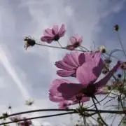 cosmos＠プロフ参照願