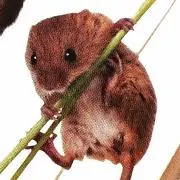 ミミ