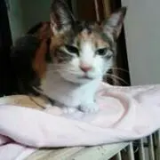 新井馨