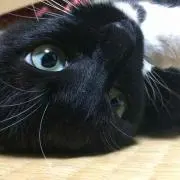 牛鍋屋