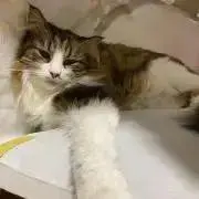 ぱんなの画像