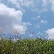 うめちゃんの画像