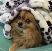 hiro